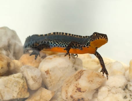 Bergmolch, Ichthyosaura alpestris