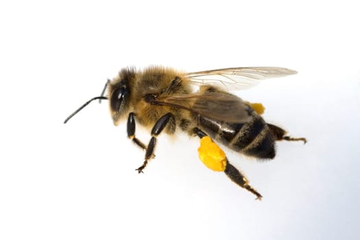 Biene  Apis, mellifera  Honigbiene