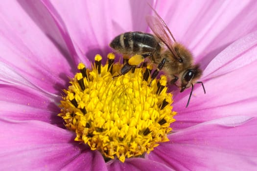 Biene  Pollenhoeschen  Apis  mellifera  Kosmea