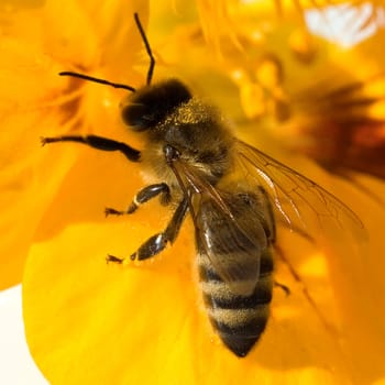 Biene  Apis, mellifera  Honigbiene