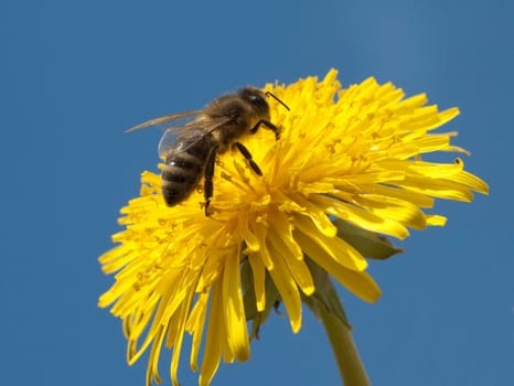 Biene  Loewenzahn  Taraxacum  officinale