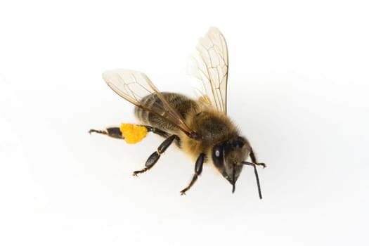 Biene  Apis, mellifera  Honigbiene