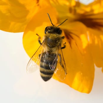 Biene  Pollen  Kapuzinerkresse