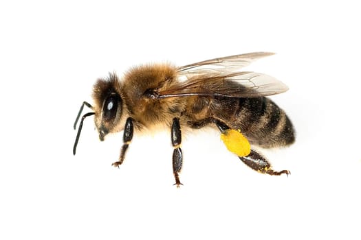 Biene  Pollenhoeschen