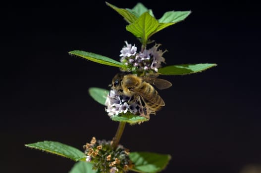 Biene  Apis, mellifera  Honigbiene  Insekt  Pfefferminze, Mentha piperita