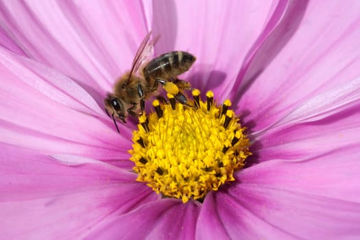 Biene  Pollenhoeschen  Apis  mellifera  Kosmea
