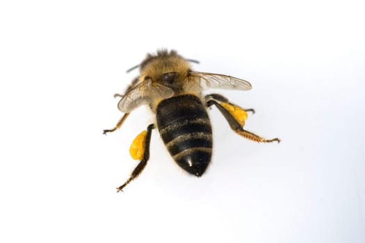 Biene  Pollenhoeschen