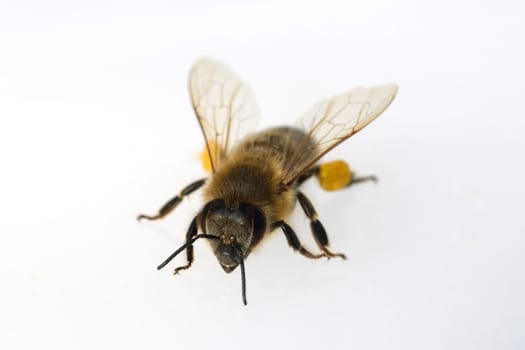 Biene  Pollenhoeschen