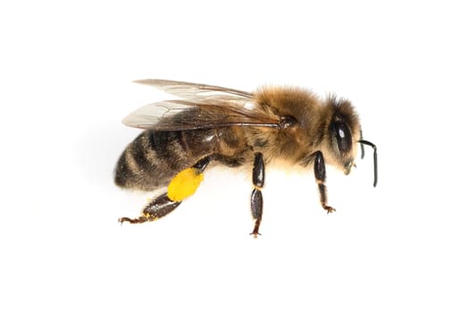 Biene  Pollenhoeschen