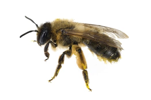 Biene  Apis, mellifera  Honigbiene