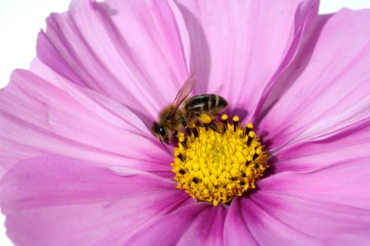 Biene  Pollenhoeschen  Apis  mellifera  Kosmea