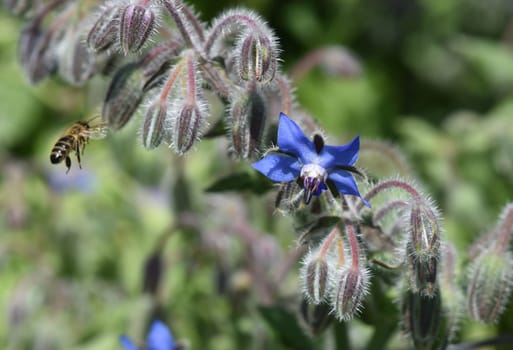 Borretsch, Borago officinalis, ist eine wichtige Heil- und Medizinalpflanze und wird gerne von Bienen besucht. Das Kuechenkraut wird auch in der Frankfurter Gruene Sosse verwendet. Borage, Borago officinalis, is an important medicinal and medicinal plant and is popular with bees. The kitchen herb is also used in the Frankfurt green sauce.
