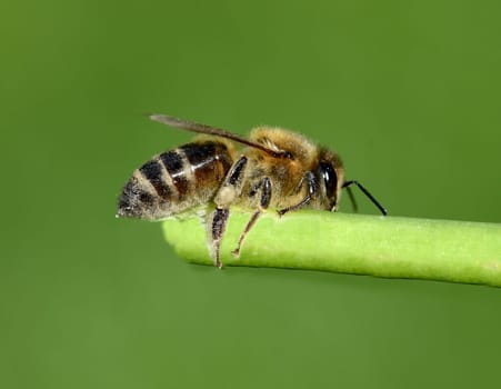 Honigbiene, Apis mellifera, ist ein wichtiges Insekt zur Bestaeubung von Pflanzen und zum Sammeln von Honig. Honey bee, Apis mellifera, is an important insect for pollinating plants and collecting honey.