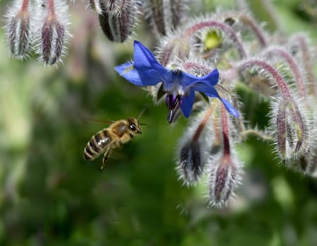 Borretsch, Borago officinalis, ist eine wichtige Heil- und Medizinalpflanze und wird gerne von Bienen besucht. Das Kuechenkraut wird auch in der Frankfurter Gruene Sosse verwendet. Borage, Borago officinalis, is an important medicinal and medicinal plant and is popular with bees. The kitchen herb is also used in the Frankfurt green sauce.
