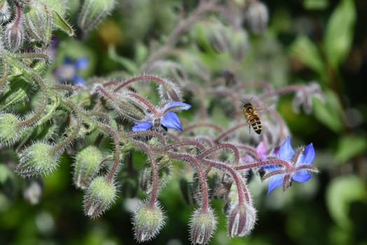 Borretsch, Borago officinalis, ist eine wichtige Heil- und Medizinalpflanze und wird gerne von Bienen besucht. Das Kuechenkraut wird auch in der Frankfurter Gruene Sosse verwendet. Borage, Borago officinalis, is an important medicinal and medicinal plant and is popular with bees. The kitchen herb is also used in the Frankfurt green sauce.
