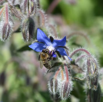 Borretsch, Borago officinalis, ist eine wichtige Heil- und Medizinalpflanze und wird gerne von Bienen besucht. Das Kuechenkraut wird auch in der Frankfurter Gruene Sosse verwendet. Borage, Borago officinalis, is an important medicinal and medicinal plant and is popular with bees. The kitchen herb is also used in the Frankfurt green sauce.