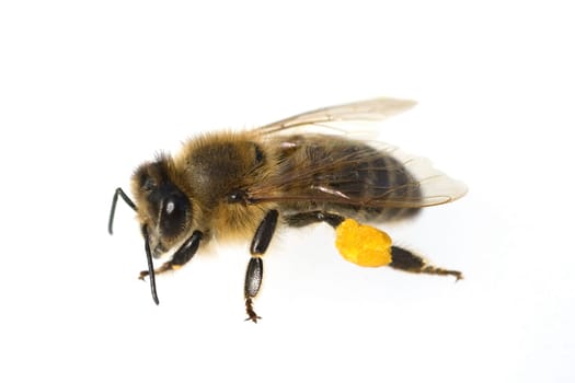 Biene  Apis, mellifera  Honigbiene