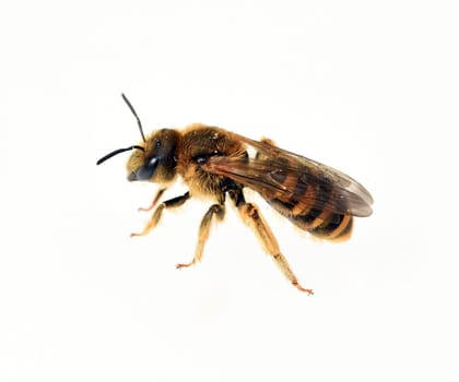 Biene, Apis, mellifera