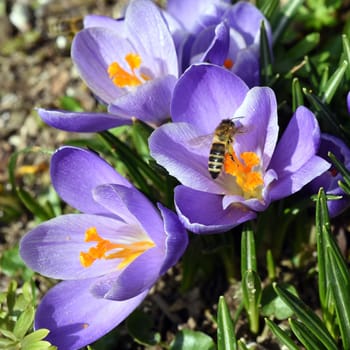 Biene, Pollenhoeschen, Apis, mellifera