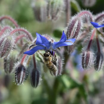 Borretsch, Borago officinalis, ist eine wichtige Heil- und Medizinalpflanze und wird gerne von Bienen besucht. Das Kuechenkraut wird auch in der Frankfurter Gruene Sosse verwendet. Borage, Borago officinalis, is an important medicinal and medicinal plant and is popular with bees. The kitchen herb is also used in the Frankfurt green sauce.
