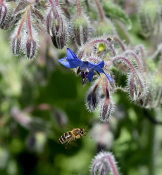 Borretsch, Borago officinalis, ist eine wichtige Heil- und Medizinalpflanze und wird gerne von Bienen besucht. Das Kuechenkraut wird auch in der Frankfurter Gruene Sosse verwendet. Borage, Borago officinalis, is an important medicinal and medicinal plant and is popular with bees. The kitchen herb is also used in the Frankfurt green sauce.