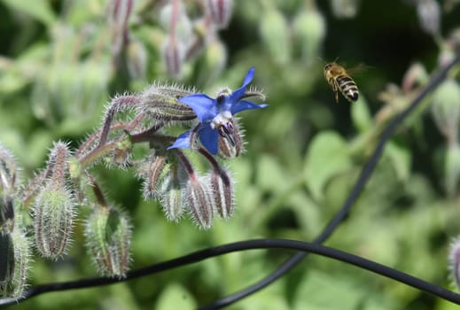 Borretsch, Borago officinalis, ist eine wichtige Heil- und Medizinalpflanze und wird gerne von Bienen besucht. Das Kuechenkraut wird auch in der Frankfurter Gruene Sosse verwendet. Borage, Borago officinalis, is an important medicinal and medicinal plant and is popular with bees. The kitchen herb is also used in the Frankfurt green sauce.