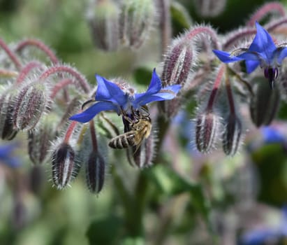 Borretsch, Borago officinalis, ist eine wichtige Heil- und Medizinalpflanze und wird gerne von Bienen besucht. Das Kuechenkraut wird auch in der Frankfurter Gruene Sosse verwendet. Borage, Borago officinalis, is an important medicinal and medicinal plant and is popular with bees. The kitchen herb is also used in the Frankfurt green sauce.