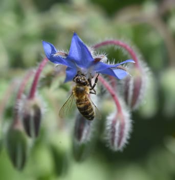 Borretsch, Borago officinalis, ist eine wichtige Heil- und Medizinalpflanze und wird gerne von Bienen besucht. Das Kuechenkraut wird auch in der Frankfurter Gruene Sosse verwendet. Borage, Borago officinalis, is an important medicinal and medicinal plant and is popular with bees. The kitchen herb is also used in the Frankfurt green sauce.