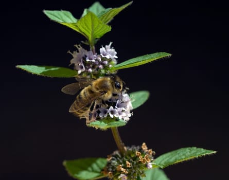 Biene  Apis, mellifera  Honigbiene  Insekt  Pfefferminze, Mentha piperita