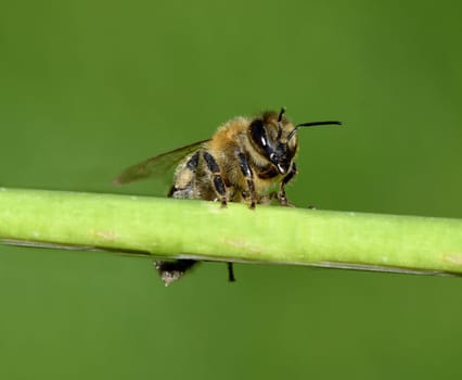 Honigbiene, Apis mellifera, ist ein wichtiges Insekt zur Bestaeubung von Pflanzen und zum Sammeln von Honig. Honey bee, Apis mellifera, is an important insect for pollinating plants and collecting honey.