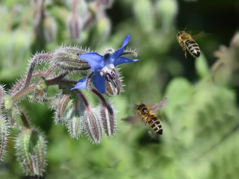 Borretsch, Borago officinalis, ist eine wichtige Heil- und Medizinalpflanze und wird gerne von Bienen besucht. Das Kuechenkraut wird auch in der Frankfurter Gruene Sosse verwendet. Borage, Borago officinalis, is an important medicinal and medicinal plant and is popular with bees. The kitchen herb is also used in the Frankfurt green sauce.