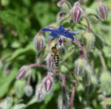 Borretsch, Borago officinalis, ist eine wichtige Heil- und Medizinalpflanze und wird gerne von Bienen besucht. Das Kuechenkraut wird auch in der Frankfurter Gruene Sosse verwendet. Borage, Borago officinalis, is an important medicinal and medicinal plant and is popular with bees. The kitchen herb is also used in the Frankfurt green sauce.