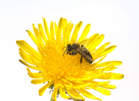 Biene  Loewenzahn  Taraxacum, officinale  Wiesenpflanze