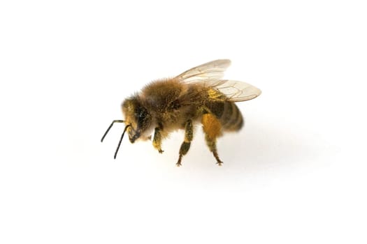 Biene  Pollenhoeschen  Apis