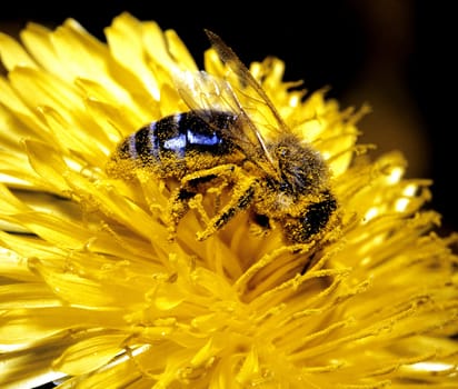 Biene  Apis, mellifera  Honigbiene, Loewenzahn  Taraxacum, officinale