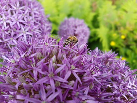 Zierlauch, Riesenlauch, Allium, Giganteum