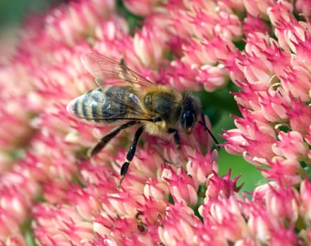 Biene  Apis mellifera