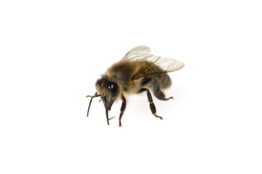 Biene, Apis mellifera  Honigbiene  Insekt
