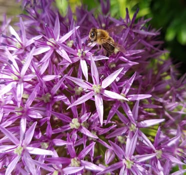 Zierlauch, Riesenlauch, Allium, Giganteum
