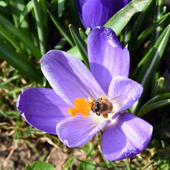 Biene, Pollenhoeschen, Apis, mellifera