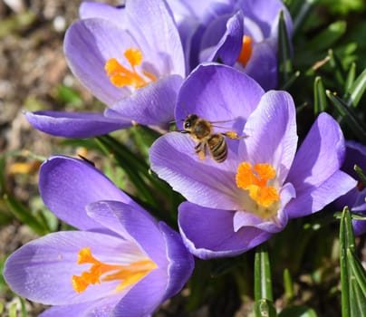 Biene, Pollenhoeschen, Apis, mellifera