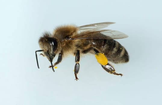 Biene  Pollenhoeschen