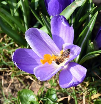 Biene, Pollenhoeschen, Apis, mellifera