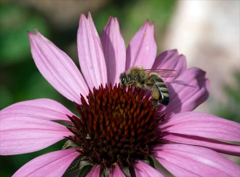 Biene  Roter Sonnenhut  Echinacea  purpurea