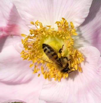 Biene  Apis mellifera