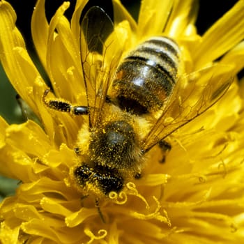 Biene  Apis, mellifera  Honigbiene, Loewenzahn  Taraxacum, officinale -