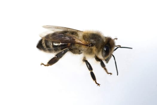 Biene  Apis, mellifera  Honigbiene, -
