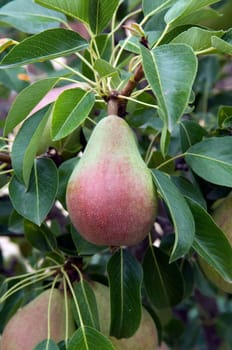 Birne, Clapps Liebling