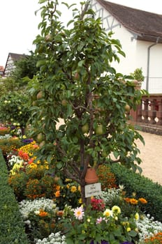 Birne, Clapps Liebling