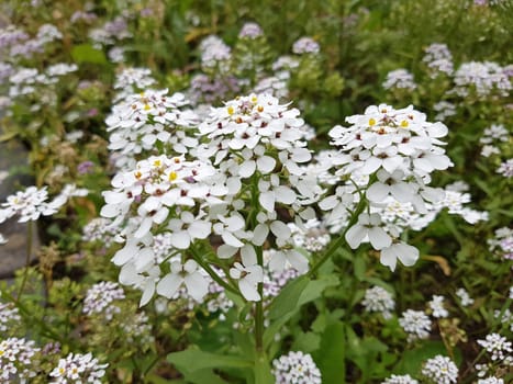 Bittere, Schleifenblume  Iberis  amara  Heilpflanze